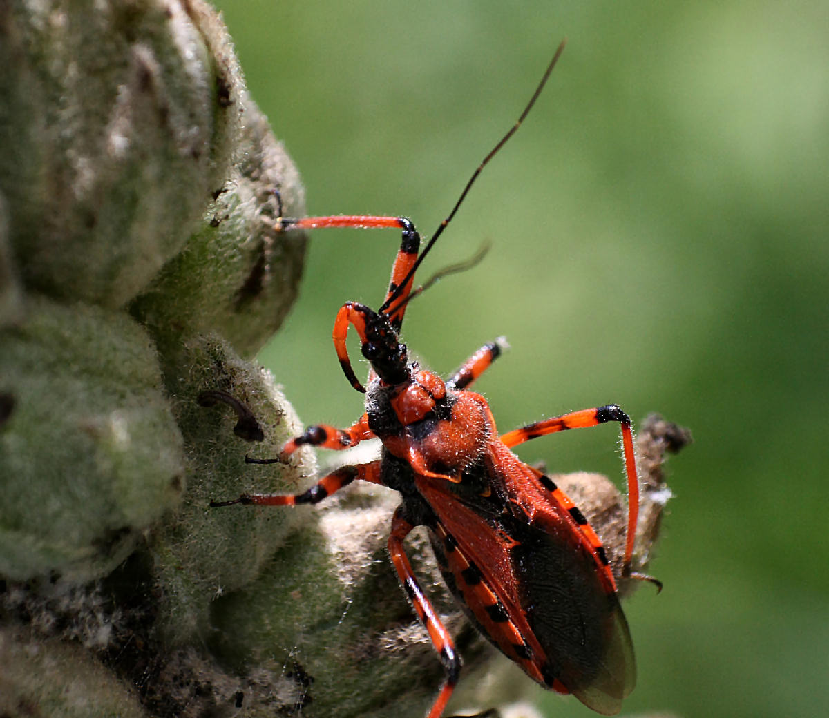 Rhynocoris - iracundus o rubricus ?